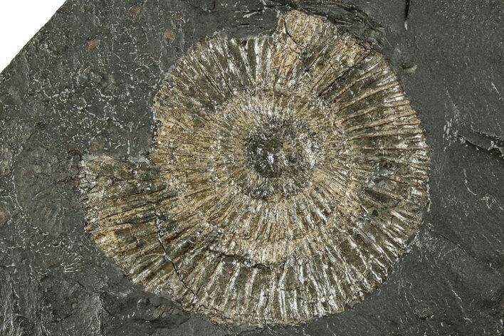 Dactylioceras Ammonite Fossil - Posidonia Shale, Germany #358342